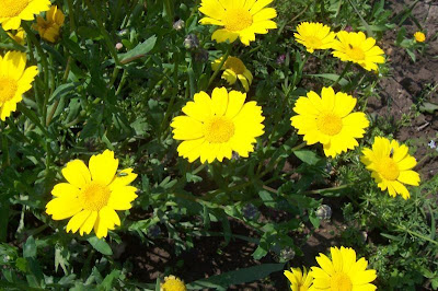 Saatwucherblume