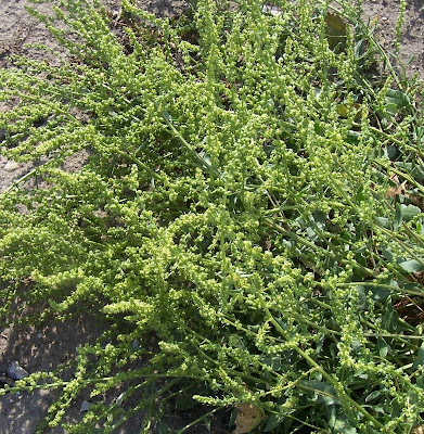 Beta maritima