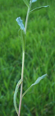 Buglossoides arvensis,
aljofareira,
corn gromwell,
corn-gromwell,
Erba-perla minore,
field gromwell,
pigeonweed Buglossoides arvensis,
aljofareira,
corn gromwell,
corn-gromwell,
Erba-perla minore,
field gromwell,
pigeonweed
