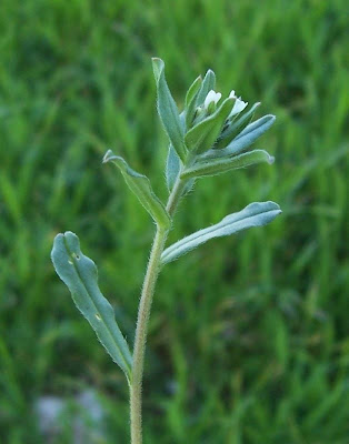 Buglossoides arvensis,
aljofareira,
corn gromwell,
corn-gromwell,
Erba-perla minore,
field gromwell,
pigeonweed Buglossoides arvensis,
aljofareira,
corn gromwell,
corn-gromwell,
Erba-perla minore,
field gromwell,
pigeonweed