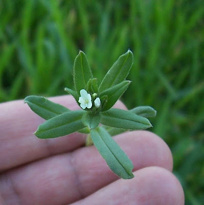 Buglossoides arvensis,
aljofareira,
corn gromwell,
corn-gromwell,
Erba-perla minore,
field gromwell,
pigeonweed Buglossoides arvensis,
aljofareira,
corn gromwell,
corn-gromwell,
Erba-perla minore,
field gromwell,
pigeonweed