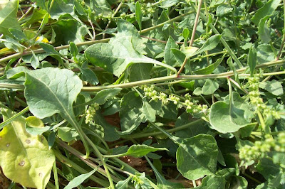 Common beet