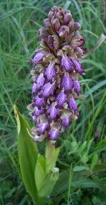 Barlia robertiana,
Barlia,
Giant Orchid