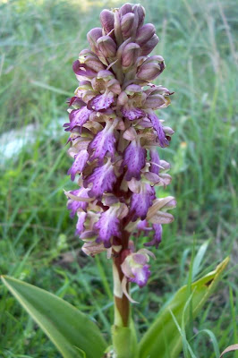 Barlia robertiana,
Barlia,
Giant Orchid