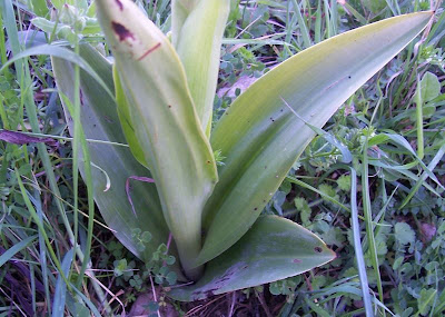 Barlia robertiana,
Barlia,
Giant Orchid
