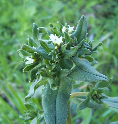 Buglossoides arvensis,
aljofareira,
corn gromwell,
corn-gromwell,
Erba-perla minore,
field gromwell,
pigeonweed Buglossoides arvensis,
aljofareira,
corn gromwell,
corn-gromwell,
Erba-perla minore,
field gromwell,
pigeonweed