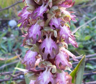 Barlia robertiana,
Barlia,
Giant Orchid