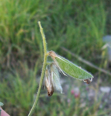 Vesce de Bengale