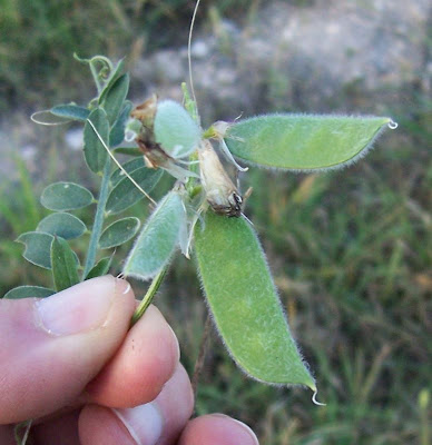 Vesce de Bengale