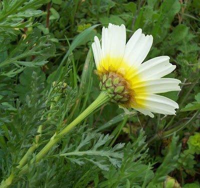 Antimonio Antimonio