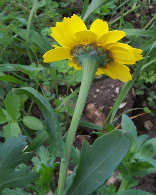 Saatwucherblume