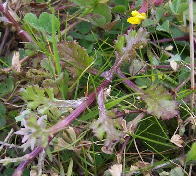 Coastal Ragwort Coastal Ragwort