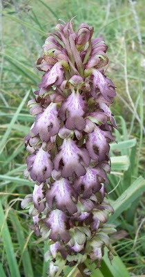Barlia robertiana,
Barlia,
Giant Orchid