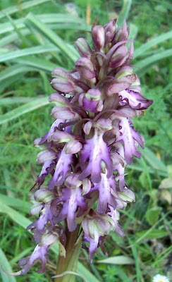 Barlia robertiana,
Barlia,
Giant Orchid
