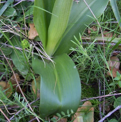 Barlia robertiana,
Barlia,
Giant Orchid