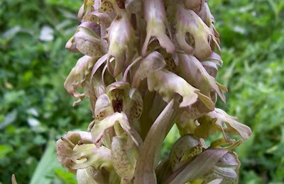 Barlia robertiana,
Barlia,
Giant Orchid