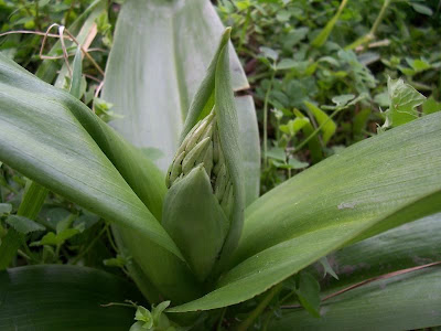 Barlia robertiana,
Barlia,
Giant Orchid