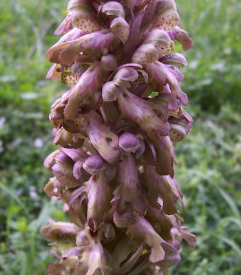 Barlia robertiana,
Barlia,
Giant Orchid