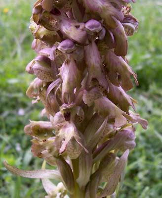 Barlia robertiana,
Barlia,
Giant Orchid