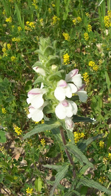 Bartsia trixago Bartsia trixago