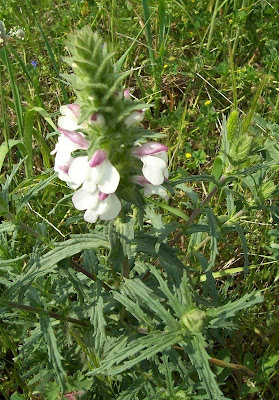 Bartsia trixago Bartsia trixago