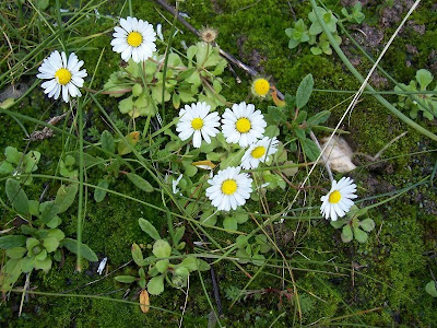 Ciuriddu jancu Ciuriddu jancu