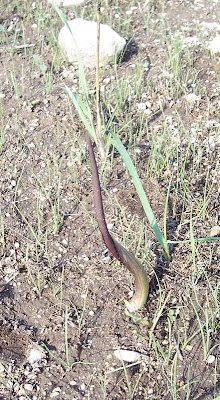 Biarum tenuifolium (L.) Schott
