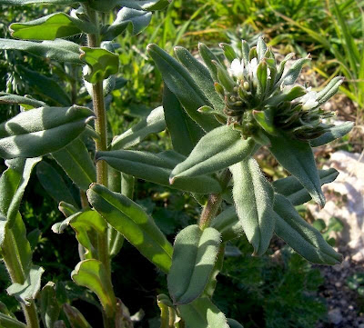 Buglossoides arvensis,
aljofareira,
corn gromwell,
corn-gromwell,
Erba-perla minore,
field gromwell,
pigeonweed Buglossoides arvensis,
aljofareira,
corn gromwell,
corn-gromwell,
Erba-perla minore,
field gromwell,
pigeonweed