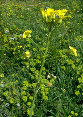 Bunias erucago,
bunias fausse roquette,
Cascellore comune,
crested wartycabbage,
ma&ccedil;a-de-bedel,
Morgenl&auml;ndisches Zackensch&ouml;tchen,
mostacilla,
Southern Warty Cabbage