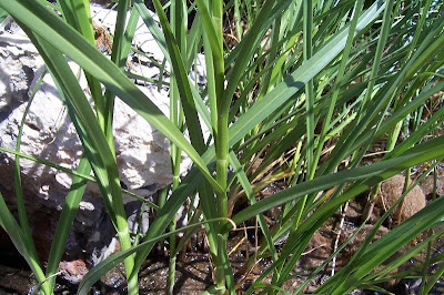 Bolboschoenus maritimus (L.) Palla
