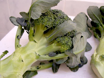 Brassica oleracea var. botrytis,
Blumenkohl,
broccoli,
cauliflower,
cavolfiore,
chou brocoli,
chou-fleur,
coliflor,
couve-flor,
hua ye cai Brassica oleracea var. botrytis,
Blumenkohl,
broccoli,
cauliflower,
cavolfiore,
chou brocoli,
chou-fleur,
coliflor,
couve-flor,
hua ye cai
