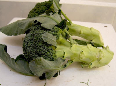 Brassica oleracea var. botrytis,
Blumenkohl,
broccoli,
cauliflower,
cavolfiore,
chou brocoli,
chou-fleur,
coliflor,
couve-flor,
hua ye cai Brassica oleracea var. botrytis,
Blumenkohl,
broccoli,
cauliflower,
cavolfiore,
chou brocoli,
chou-fleur,
coliflor,
couve-flor,
hua ye cai