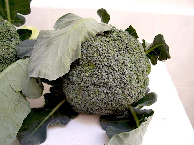 Brassica oleracea var. botrytis,
Blumenkohl,
broccoli,
cauliflower,
cavolfiore,
chou brocoli,
chou-fleur,
coliflor,
couve-flor,
hua ye cai Brassica oleracea var. botrytis,
Blumenkohl,
broccoli,
cauliflower,
cavolfiore,
chou brocoli,
chou-fleur,
coliflor,
couve-flor,
hua ye cai