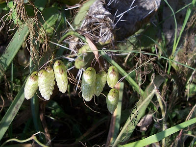 Large quaking grass Large quaking grass