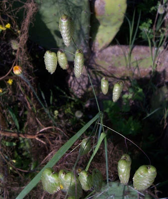 Large quaking grass Large quaking grass