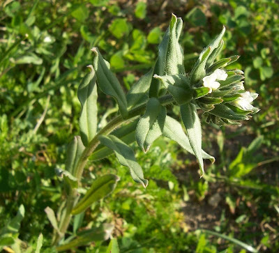 Buglossoides arvensis,
aljofareira,
corn gromwell,
corn-gromwell,
Erba-perla minore,
field gromwell,
pigeonweed Buglossoides arvensis,
aljofareira,
corn gromwell,
corn-gromwell,
Erba-perla minore,
field gromwell,
pigeonweed