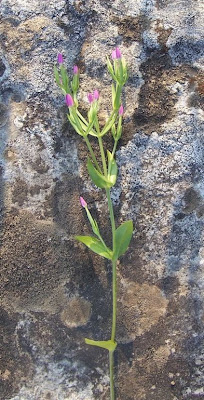 Branched centaury Branched centaury