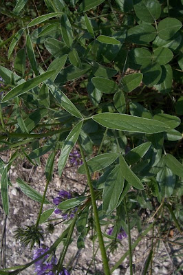 Arabian scurf-pea Arabian scurf-pea