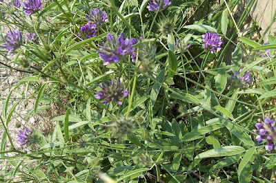 Arabian scurf-pea Arabian scurf-pea