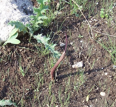 Biarum tenuifolium (L.) Schott
