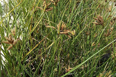 Bolboschoenus maritimus (L.) Palla