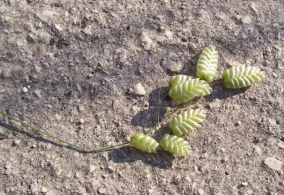 Large quaking grass Large quaking grass