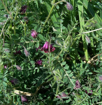 Vesce de Bengale