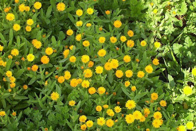 Calendula arvensis,
Acker-Ringelblume,
erva-vaqueira,
field marigold,
field-marigold,
Fiorrancio selvatico,
maravilla del campo,
souci des champs Calendula arvensis,
Acker-Ringelblume,
erva-vaqueira,
field marigold,
field-marigold,
Fiorrancio selvatico,
maravilla del campo,
souci des champs