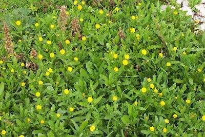 Calendula arvensis,
Acker-Ringelblume,
erva-vaqueira,
field marigold,
field-marigold,
Fiorrancio selvatico,
maravilla del campo,
souci des champs Calendula arvensis,
Acker-Ringelblume,
erva-vaqueira,
field marigold,
field-marigold,
Fiorrancio selvatico,
maravilla del campo,
souci des champs