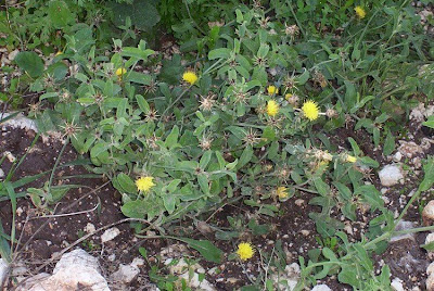 Centaurea nizzarda Centaurea nizzarda