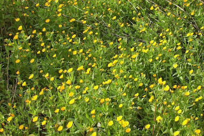 Calendula arvensis,
Acker-Ringelblume,
erva-vaqueira,
field marigold,
field-marigold,
Fiorrancio selvatico,
maravilla del campo,
souci des champs Calendula arvensis,
Acker-Ringelblume,
erva-vaqueira,
field marigold,
field-marigold,
Fiorrancio selvatico,
maravilla del campo,
souci des champs