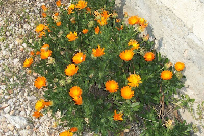 Calendula officinalis,
calendula,
Fiorrancio coltivato,
marigold,
pot marigold,
pot-marigold,
ruddles,
Scotch Marigold,
Scotch-marigold,
Scottish-marigold Calendula officinalis,
calendula,
Fiorrancio coltivato,
marigold,
pot marigold,
pot-marigold,
ruddles,
Scotch Marigold,
Scotch-marigold,
Scottish-marigold