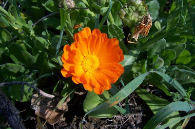 Calendula officinalis,
calendula,
Fiorrancio coltivato,
marigold,
pot marigold,
pot-marigold,
ruddles,
Scotch Marigold,
Scotch-marigold,
Scottish-marigold Calendula officinalis,
calendula,
Fiorrancio coltivato,
marigold,
pot marigold,
pot-marigold,
ruddles,
Scotch Marigold,
Scotch-marigold,
Scottish-marigold