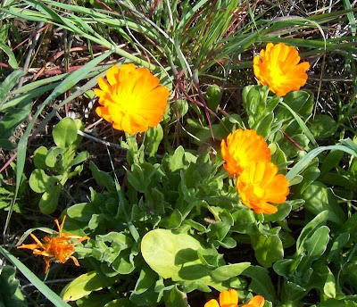 Calendula officinalis,
calendula,
Fiorrancio coltivato,
marigold,
pot marigold,
pot-marigold,
ruddles,
Scotch Marigold,
Scotch-marigold,
Scottish-marigold Calendula officinalis,
calendula,
Fiorrancio coltivato,
marigold,
pot marigold,
pot-marigold,
ruddles,
Scotch Marigold,
Scotch-marigold,
Scottish-marigold